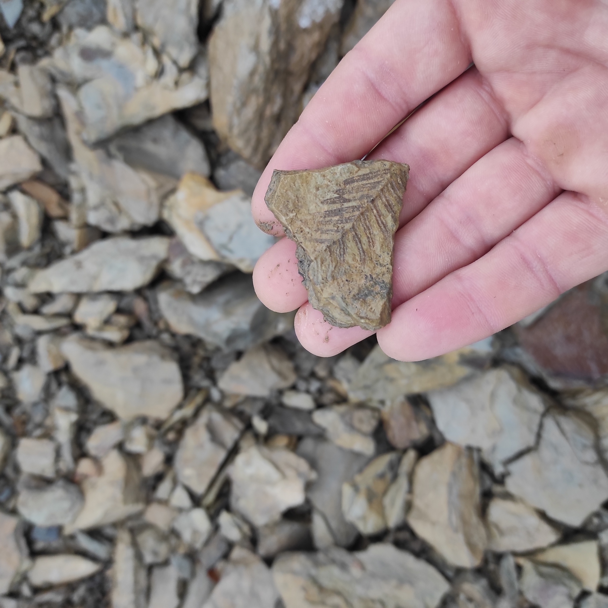 Today I went for imprints of ancient plants on stones. There are finds! Carboniferous period 298-358 million years - My, Fern, Paleozoic, Carbon, Carboniferous period, Fossils, Longpost