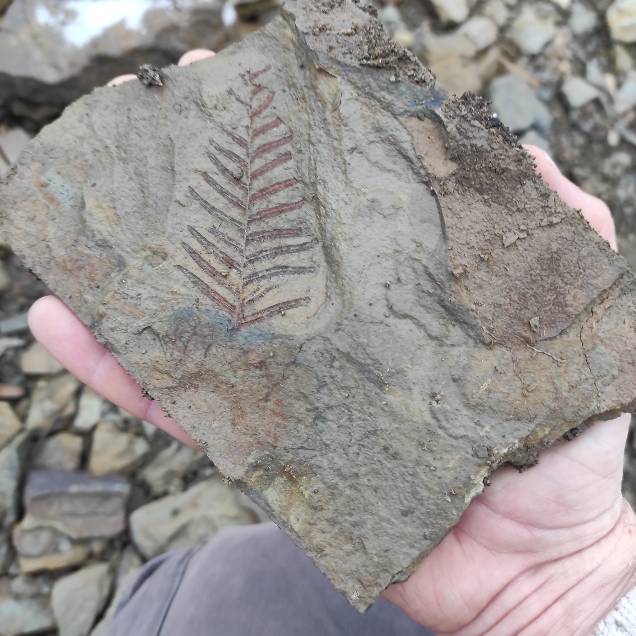 Today I went for imprints of ancient plants on stones. There are finds! Carboniferous period 298-358 million years - My, Fern, Paleozoic, Carbon, Carboniferous period, Fossils, Longpost