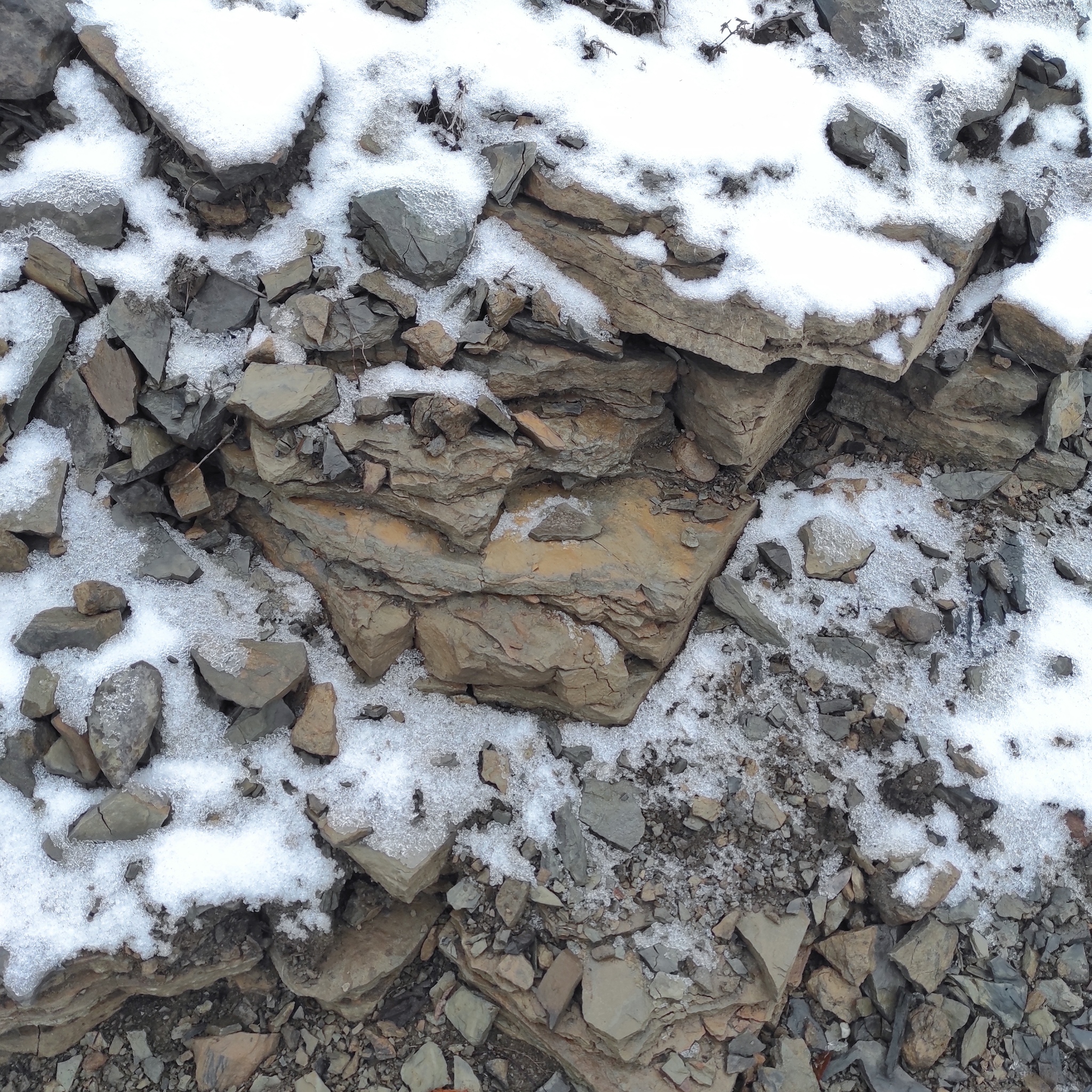 Today I went for imprints of ancient plants on stones. There are finds! Carboniferous period 298-358 million years - My, Fern, Paleozoic, Carbon, Carboniferous period, Fossils, Longpost