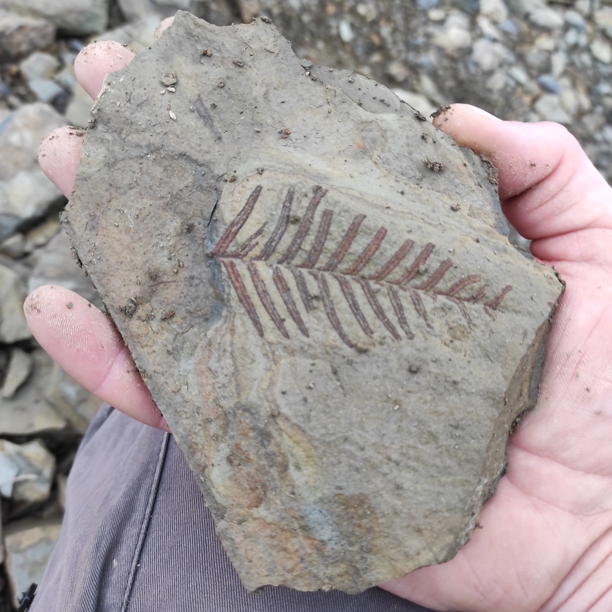 Today I went for imprints of ancient plants on stones. There are finds! Carboniferous period 298-358 million years - My, Fern, Paleozoic, Carbon, Carboniferous period, Fossils, Longpost