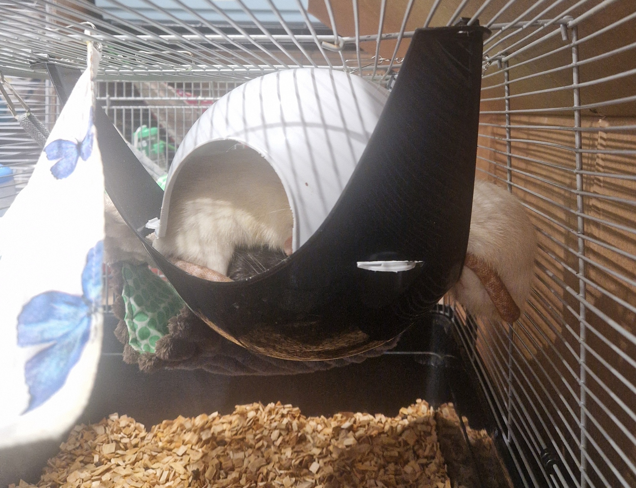 Looks like someone is eating too much. - My, Rat, Decorative rats, Tightness