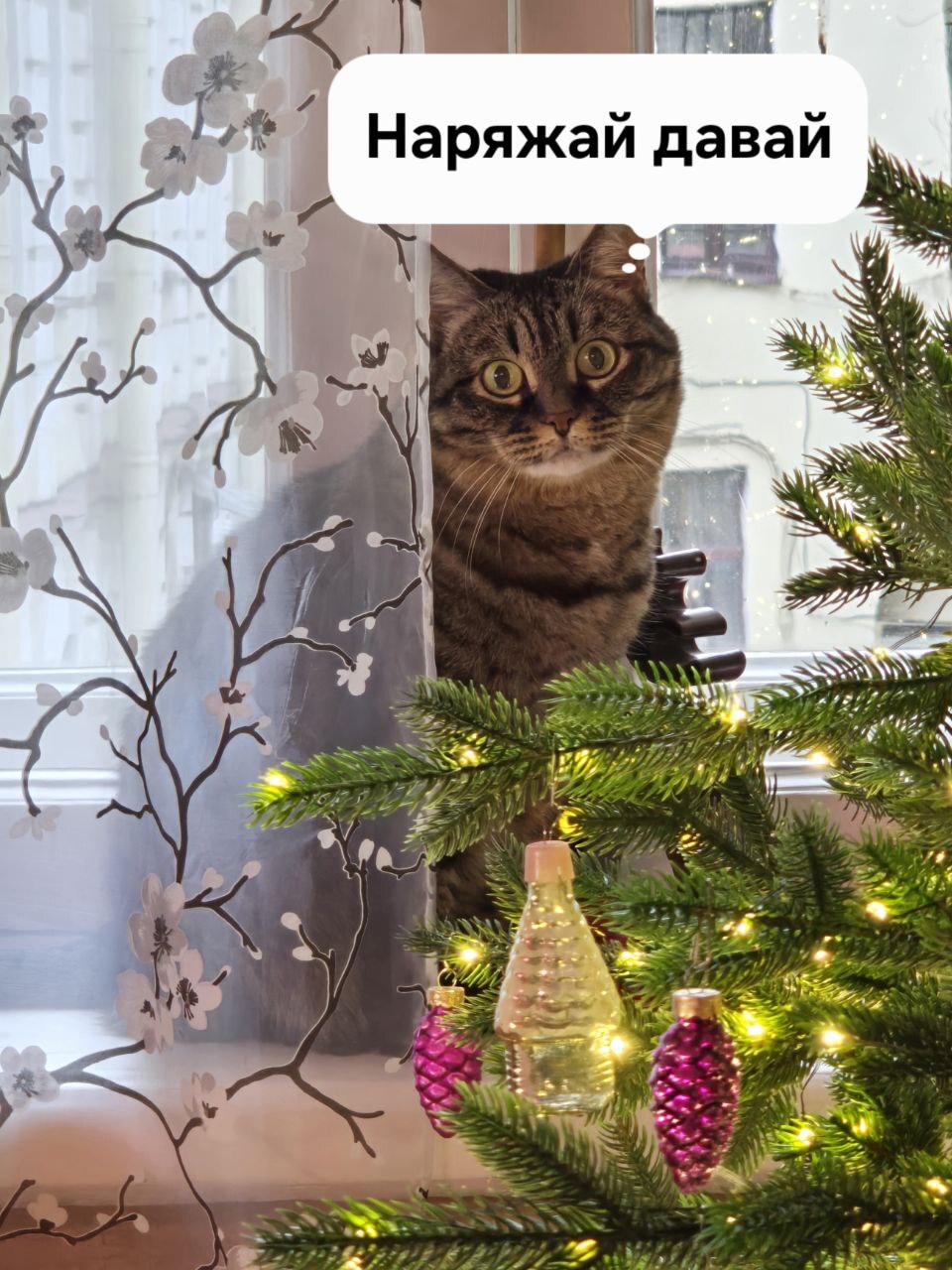 To everyone who hasn't yet... - New Year, cat, Christmas tree, Longpost, Picture with text