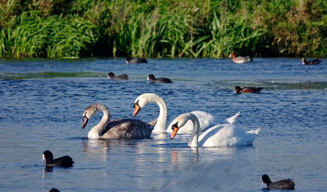 Swan family - My, The photo, Nature, Birds, Netherlands (Holland), Swans