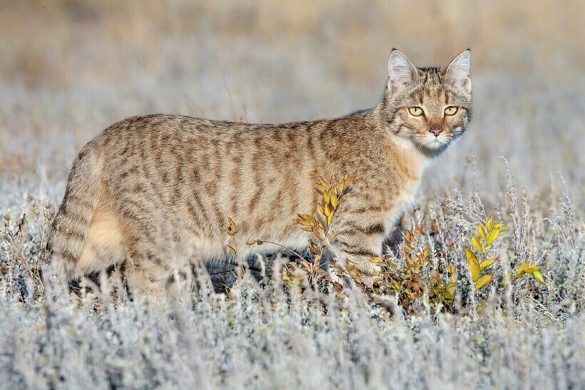 4 Wild Cats That Live in the Forests and Steppes of Russia - Rare view, Wild animals, Longpost, Cat family, Forest cat, Steppe Cat, Far Eastern Forest Cat, Jungle cat