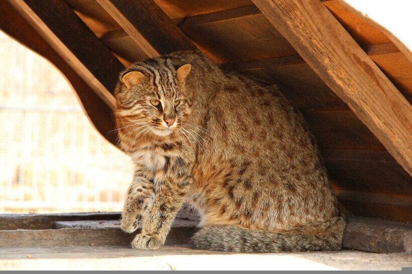 4 Wild Cats That Live in the Forests and Steppes of Russia - Rare view, Wild animals, Longpost, Cat family, Forest cat, Steppe Cat, Far Eastern Forest Cat, Jungle cat