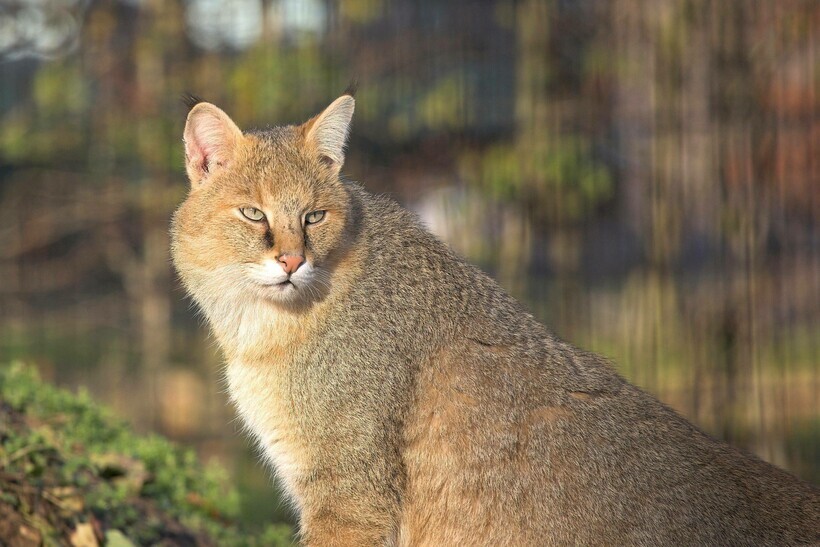 4 Wild Cats That Live in the Forests and Steppes of Russia - Rare view, Wild animals, Longpost, Cat family, Forest cat, Steppe Cat, Far Eastern Forest Cat, Jungle cat