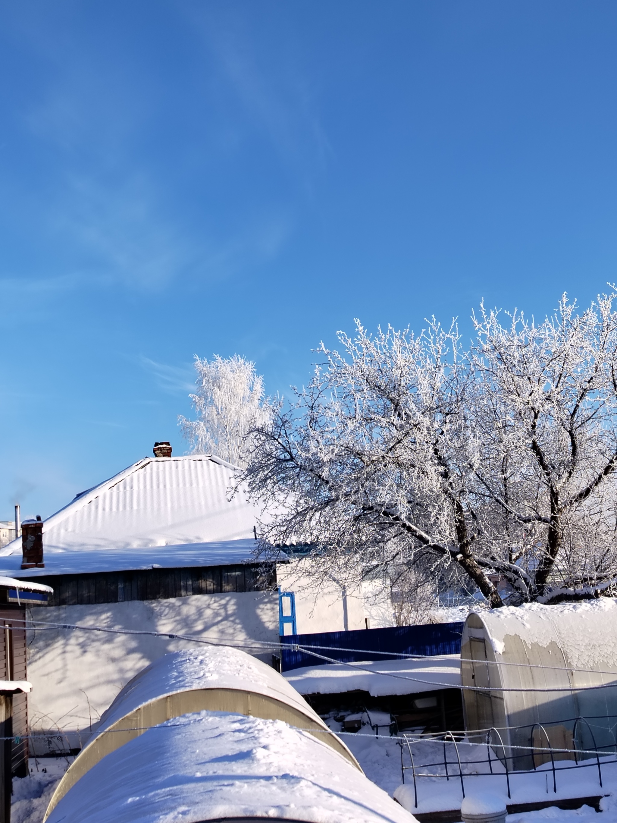 Light frost, blue sky, frosty greyhounds and trees - My, Winter, Frost, Dog, Greyhound, Tree, Cold, Longpost