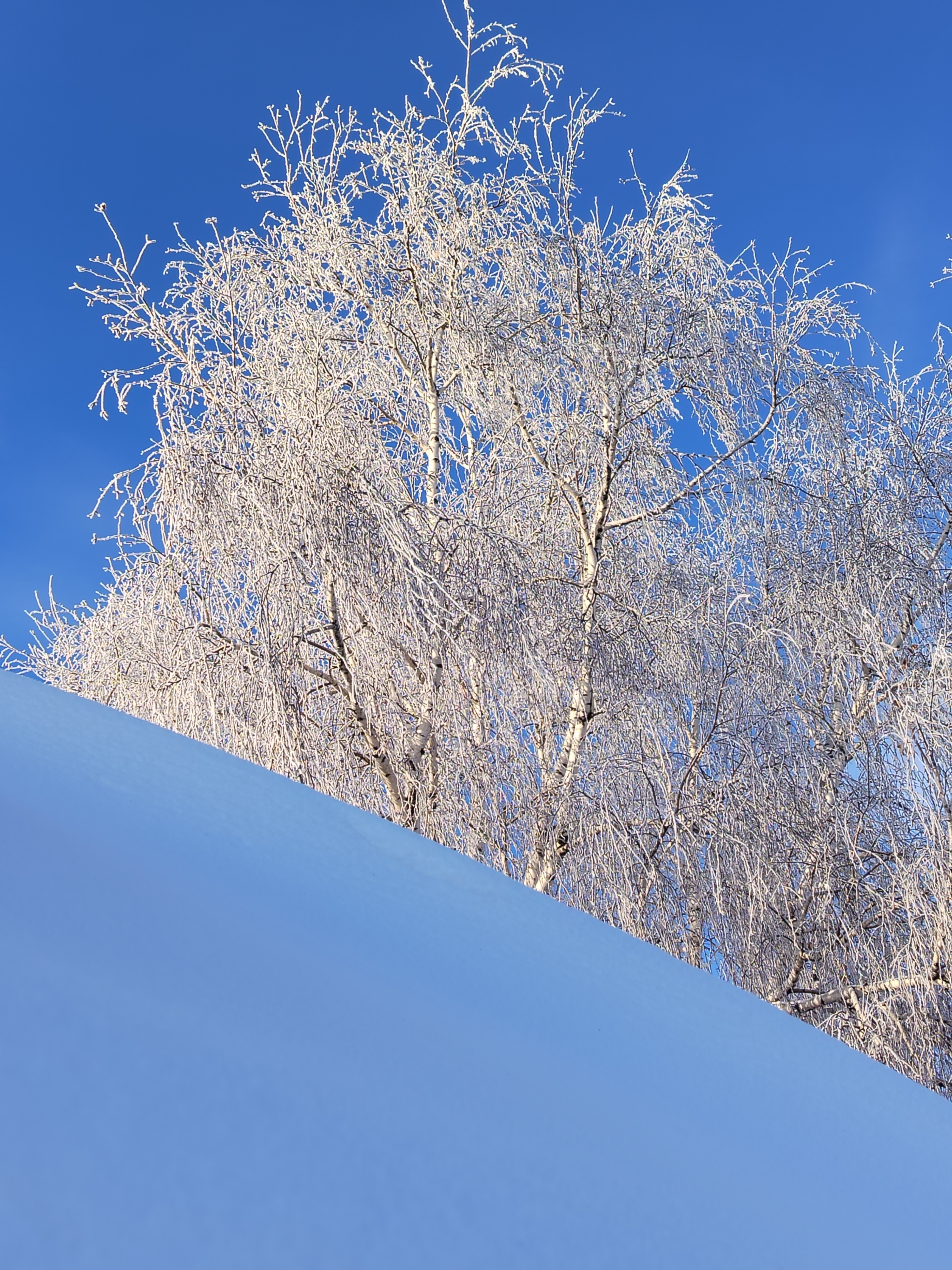 Light frost, blue sky, frosty greyhounds and trees - My, Winter, Frost, Dog, Greyhound, Tree, Cold, Longpost