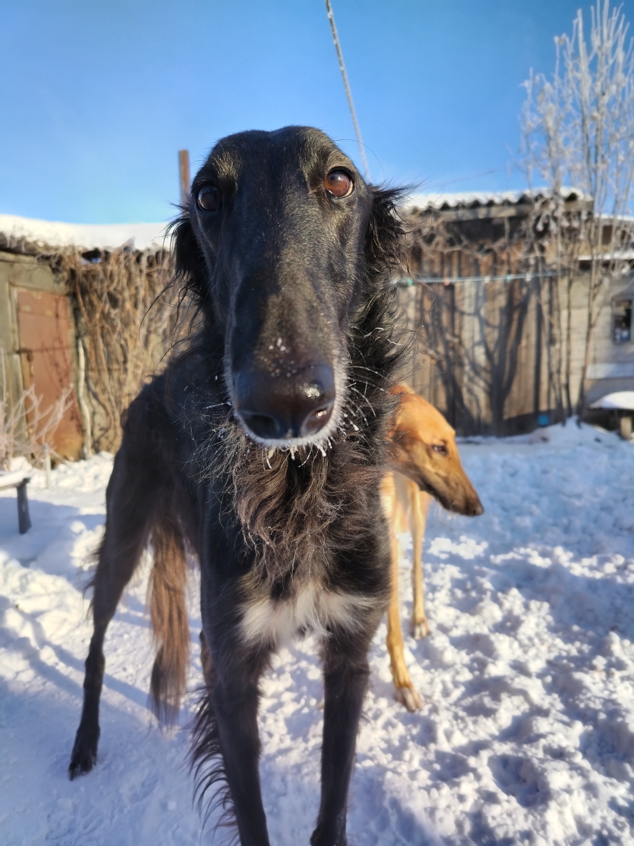 Light frost, blue sky, frosty greyhounds and trees - My, Winter, Frost, Dog, Greyhound, Tree, Cold, Longpost