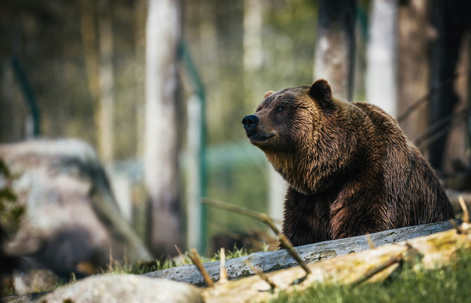 A bear mauled a top manager of a gold mining company in Kamchatka - Brown bears, Dangerous animals, Wild animals, Kamchatka, Death, Negative, Telegram (link), The Bears