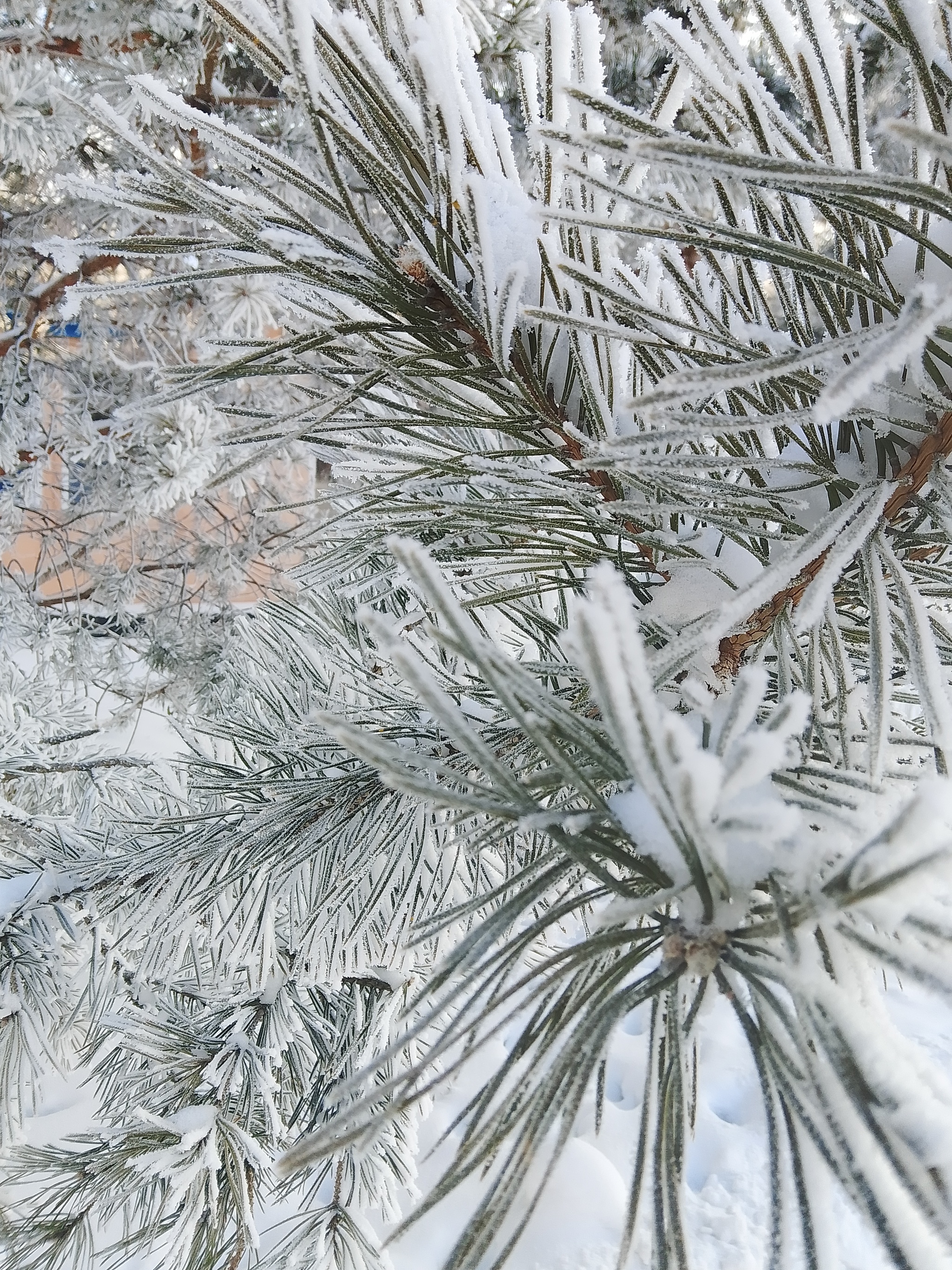 Frost and sun, a wonderful day - My, Mobile photography, Winter, Nature, Tree, Pine, Longpost