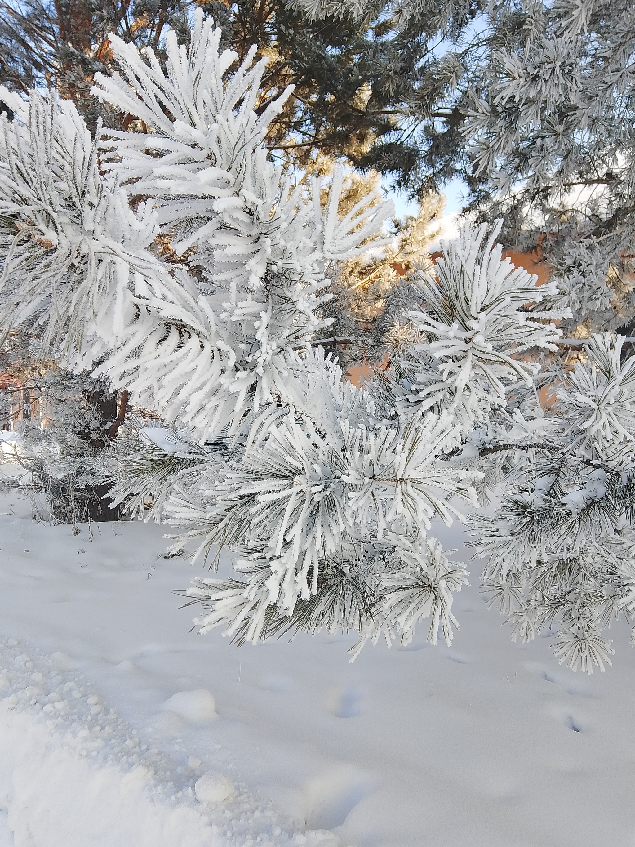 Frost and sun, a wonderful day - My, Mobile photography, Winter, Nature, Tree, Pine, Longpost