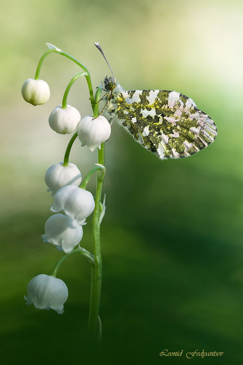 Beautiful - Butterfly, Zorka, Lilies of the valley, Arthropods, Insects, Wild animals, Macro photography, wildlife, beauty, The photo, Flowers, Plants