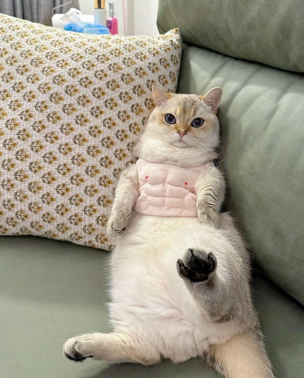 Me: Never again will I waste money on useless crap. Me on payday: *buys a muscle suit for the cat* - cat, Fluffy, Fat cats, Pet the cat, Humor, Costume, Funny animals