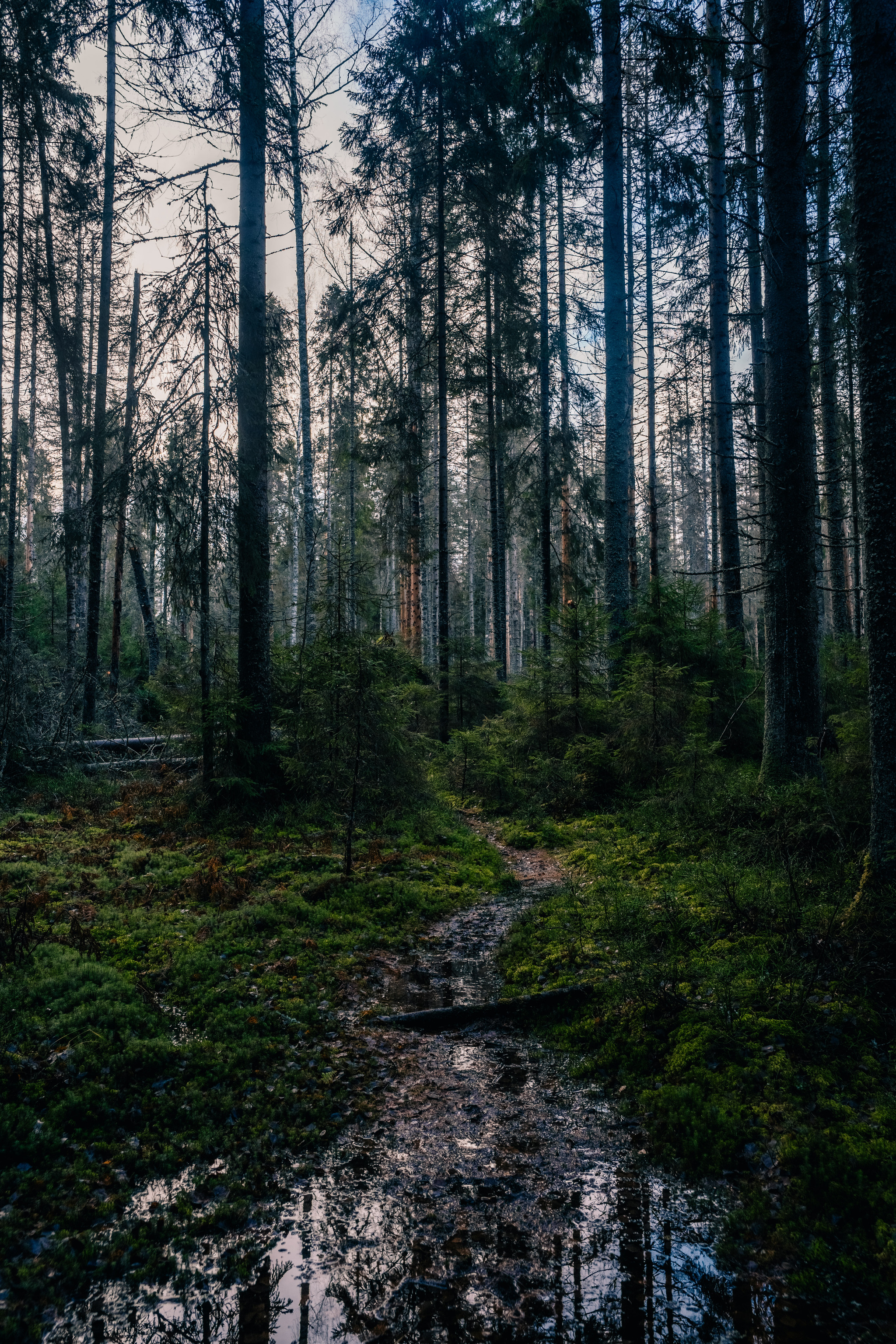 Линдуловская роща - Моё, Фотография, Вечер, Линдуловская роща, Ленинградская область, Лес, Осень, Природа, Пейзаж, Длиннопост