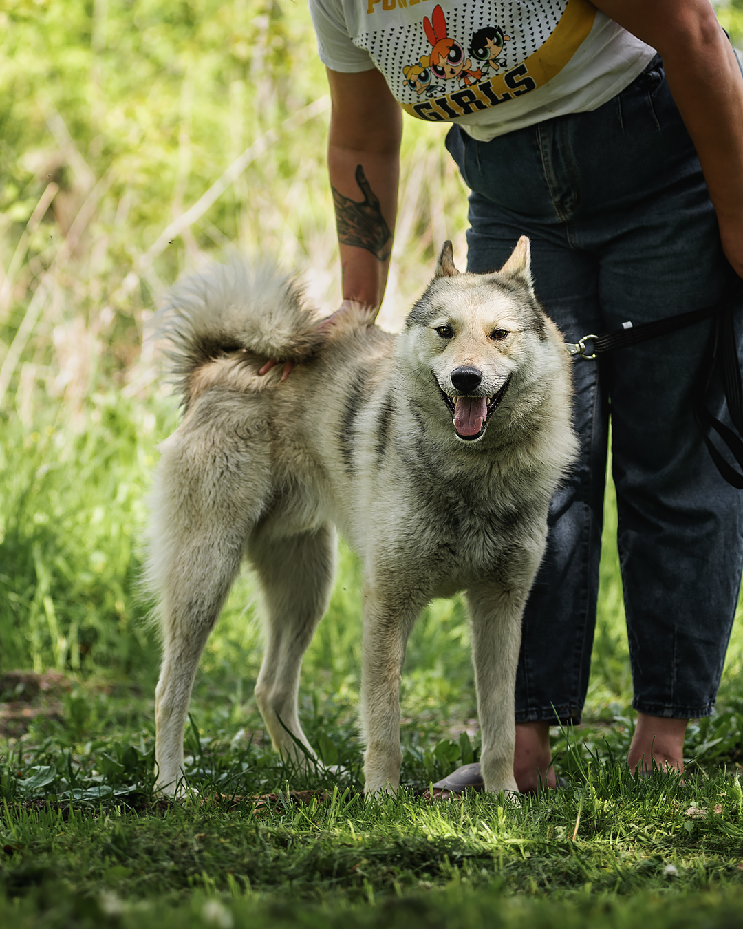 Ron is looking for a home! - Shelter, In good hands, Homeless animals, No rating, Dog, Volunteering, Longpost