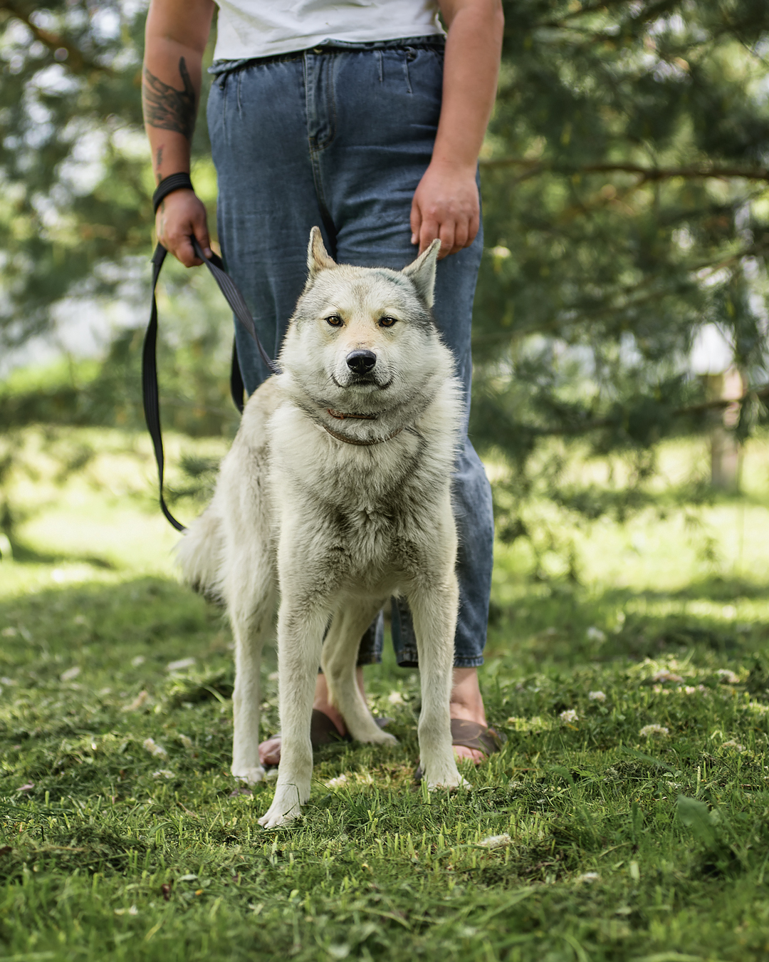 Ron is looking for a home! - Shelter, In good hands, Homeless animals, No rating, Dog, Volunteering, Longpost