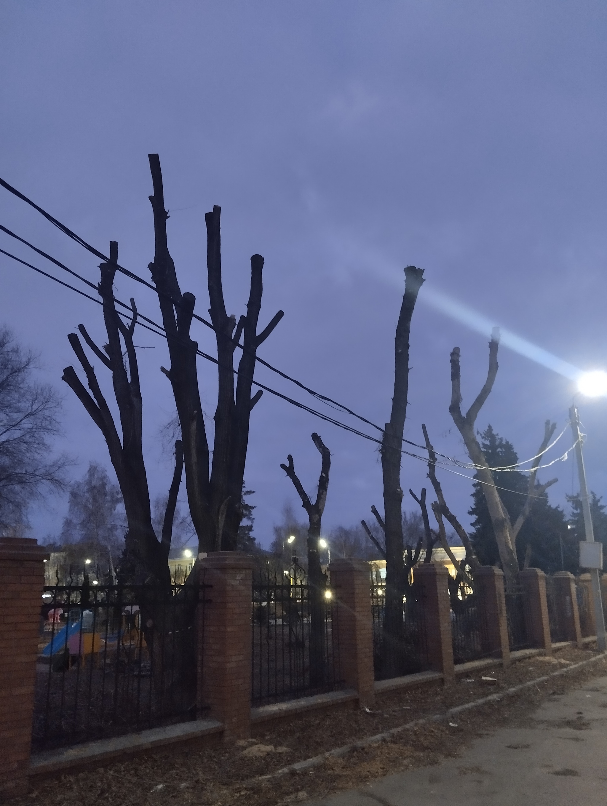 Why do they make stumps out of trees? - My, Urban environment, Tree, Beautification