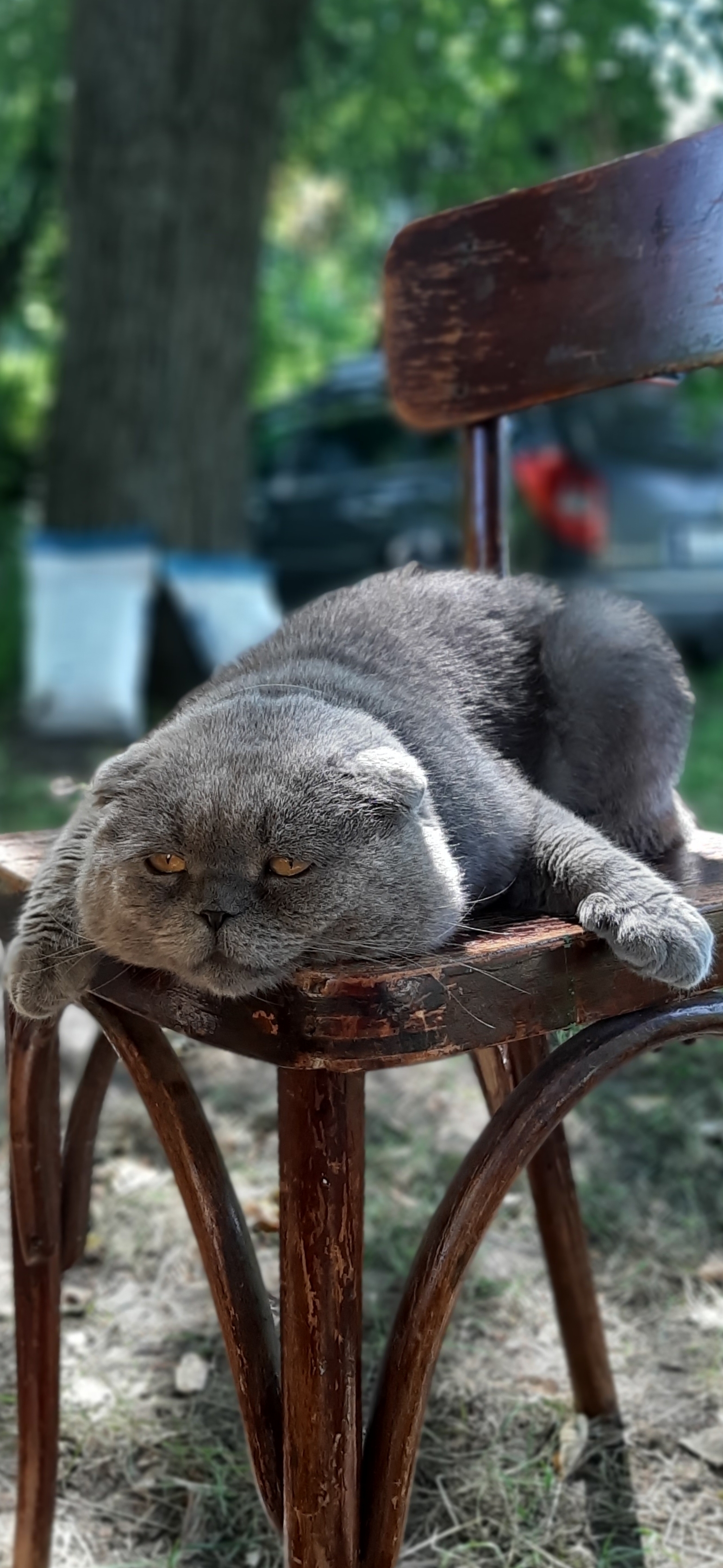 Lyovushka at the dacha - My, cat, Summer, Dacha, Camping, Longpost, Pets, The photo