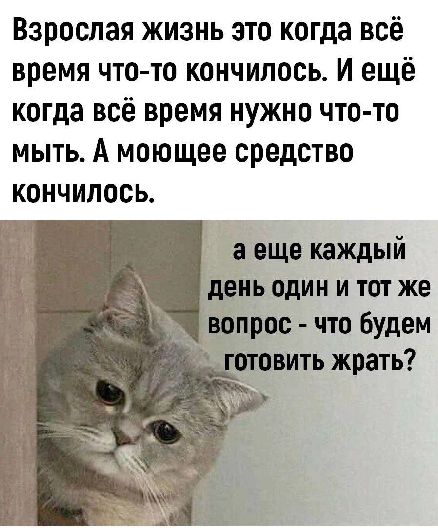 Post #12127015 - Picture with text, Humor, Memes, cat, Психолог, Psychology, Sad humor, Age, Expectation and reality, Dialog, Psychotherapy, Food, Vital, Family, Fatigue, Telegram (link)