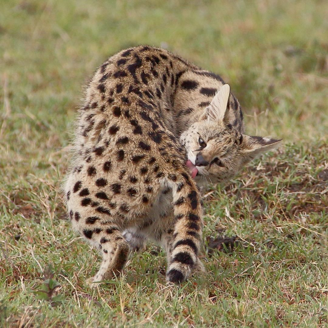 Post #12125457 - Serval, Small cats, Cat family, Predatory animals, Wild animals, wildlife, Reserves and sanctuaries, Masai Mara, Africa, The photo