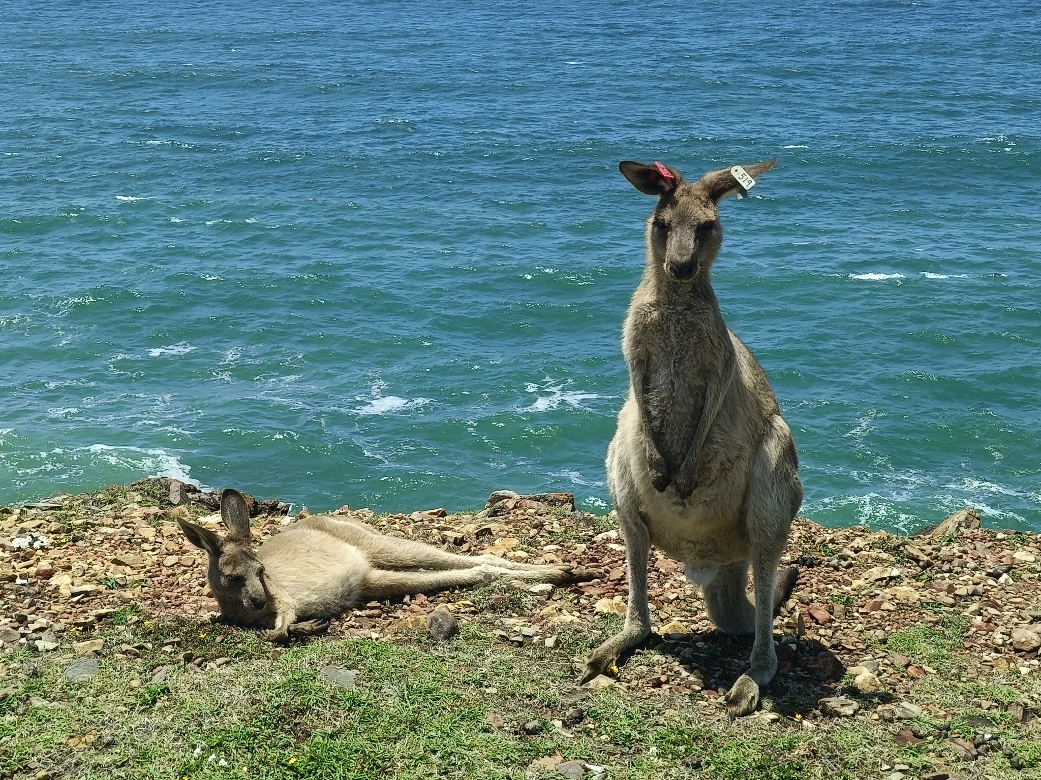 Kangaroo - My, Kangaroo, Australia, Wild animals, Video, Longpost