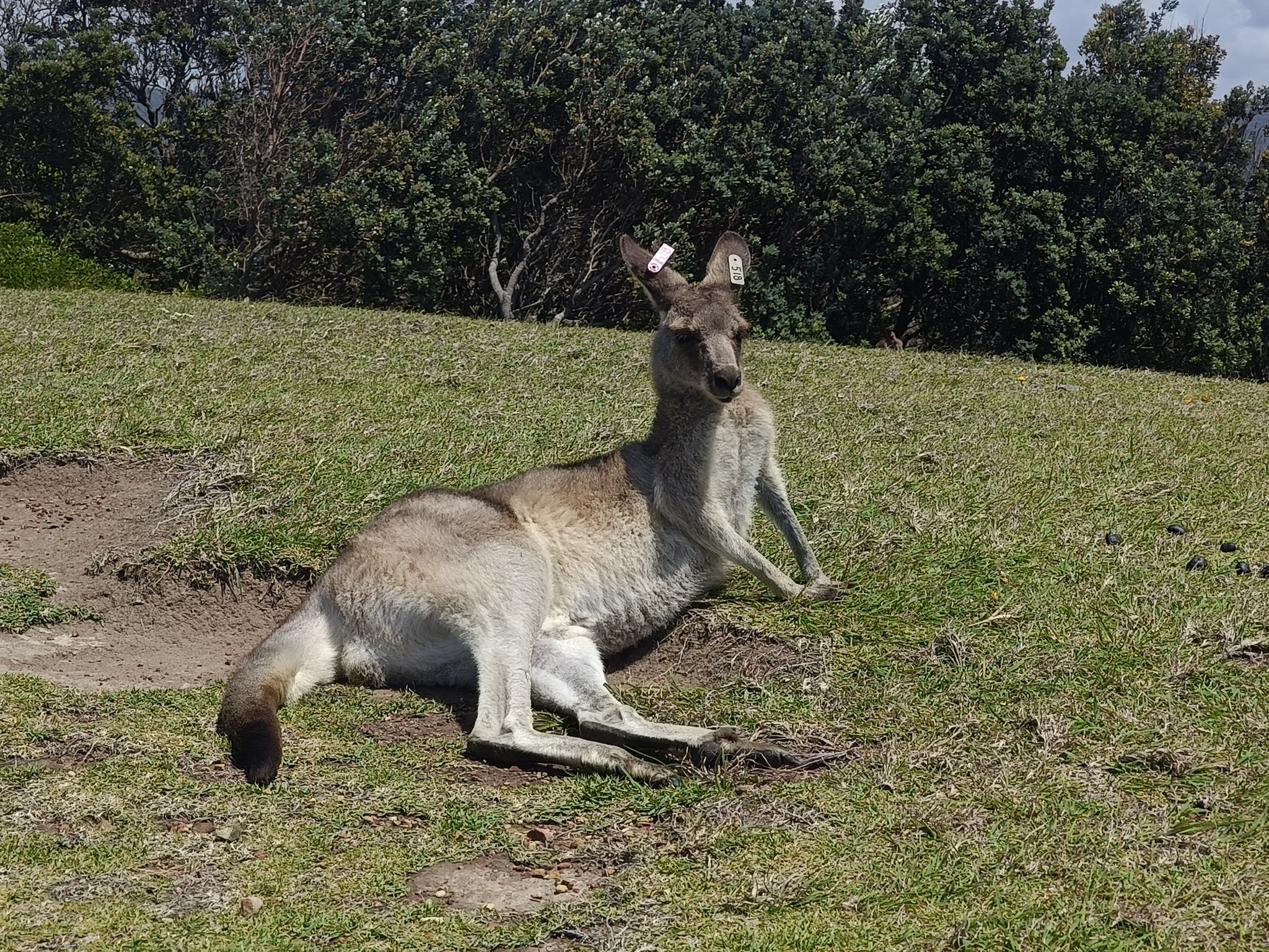 Kangaroo - My, Kangaroo, Australia, Wild animals, Video, Longpost