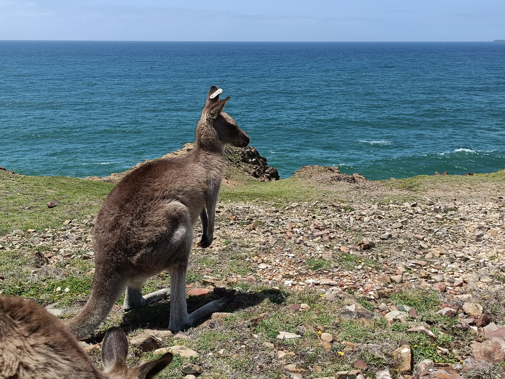 Kangaroo - My, Kangaroo, Australia, Wild animals, Video, Longpost