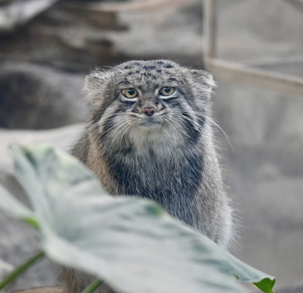 Well...eating both breakfast and lunch at once was a bad idea... - Wild animals, Zoo, Predatory animals, Cat family, Pallas' cat, Small cats