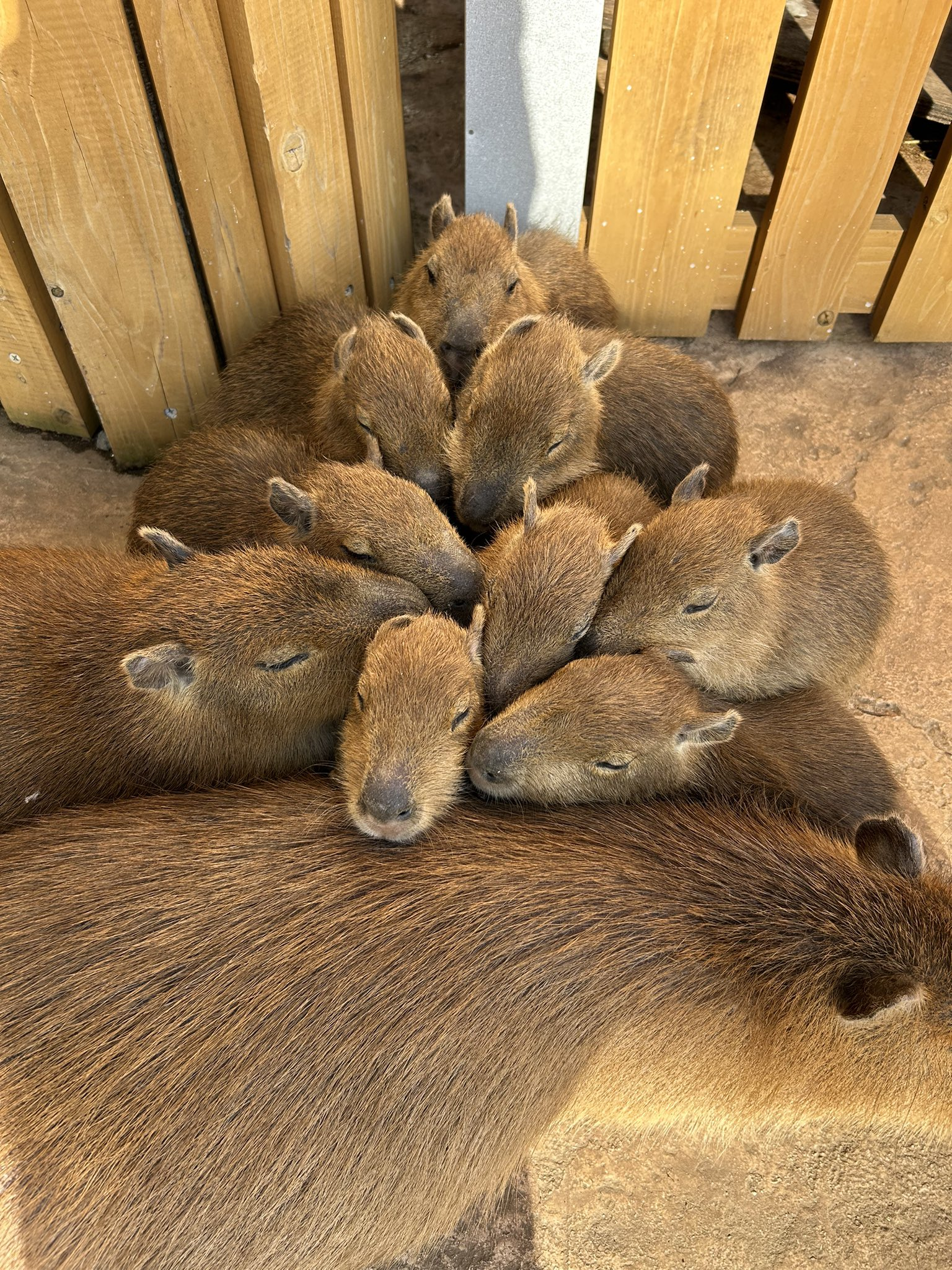 Christmas tree :3 - Capybara, Rodents, Zoo, Wild animals, Young