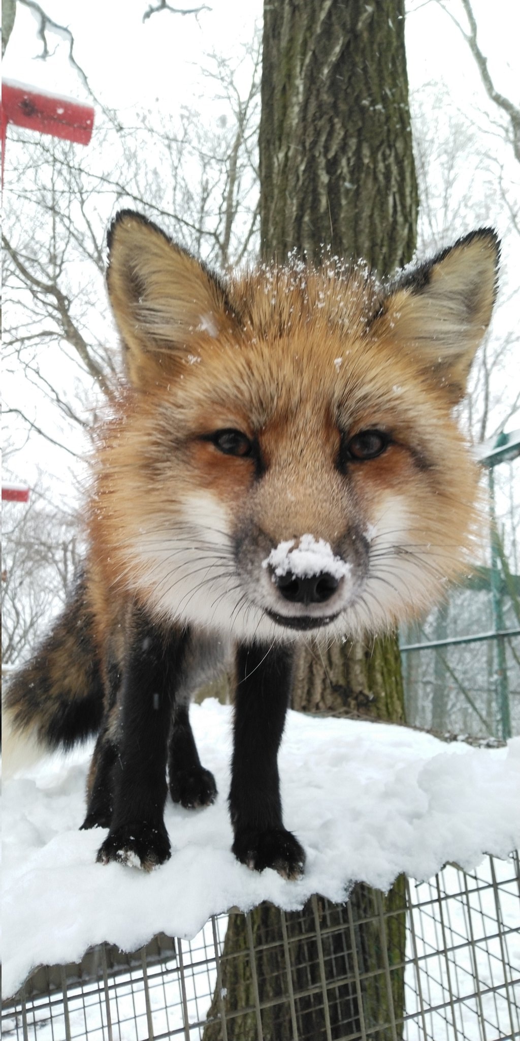 Post #12126854 - The photo, Fox, Animals, In the animal world, Winter, Snow, Nose