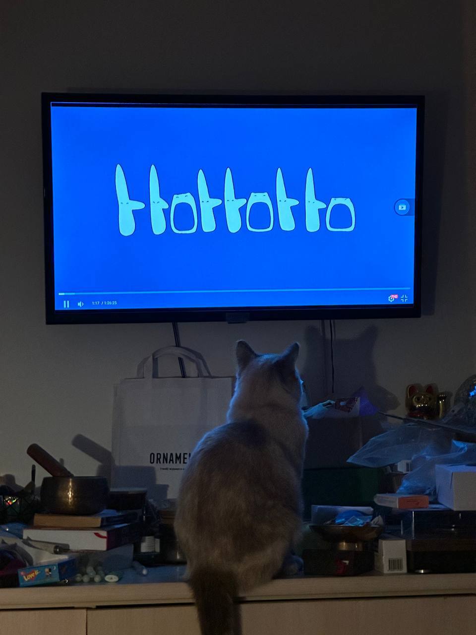 My #catcritic is watching My Neighbor Totoro today - Movies, New films, I advise you to look, Movie review, Hayao Miyazaki, Small cats, cat, Cinema