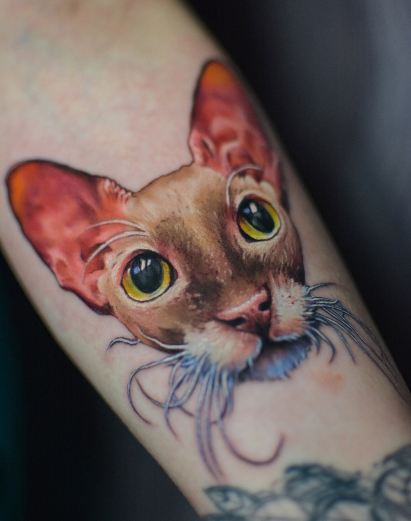 Post #12132225 - Tattoo, Pets, cat, Dog, Tattoo artist, Master, Longpost