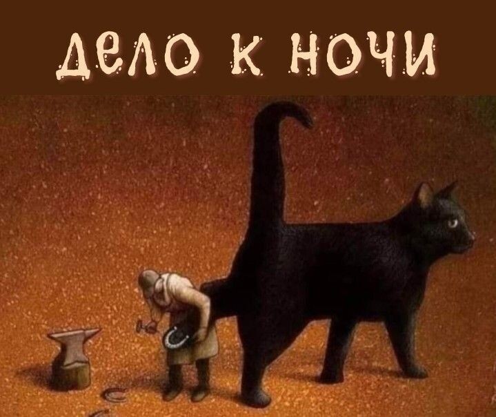 Post #12130379 - cat, Night, Tygydyk, Pawel Kuczynski, Picture with text