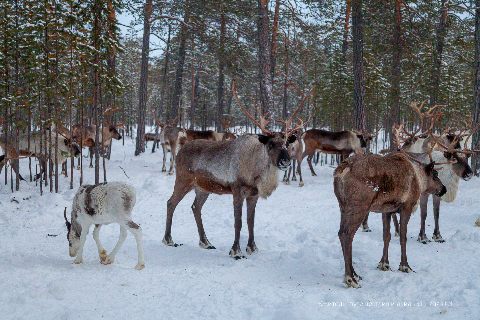 Post #12131865 - My, Travels, Travel across Russia, Ugra, Khanty, Small nations, Indigenous peoples, The photo, Reindeer herder, Reindeer husbandry, Longpost