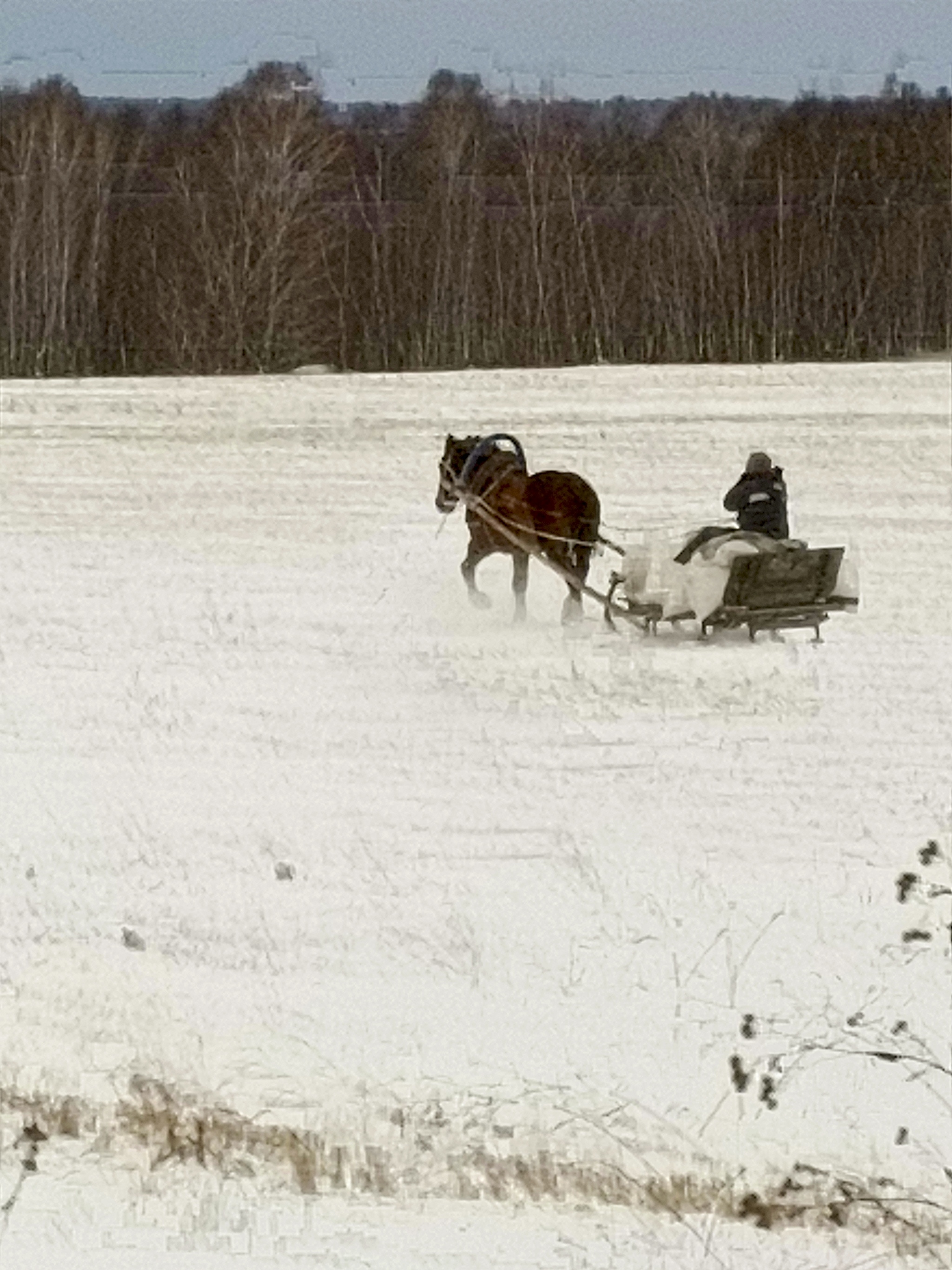 Post #12133757 - Winter, Horses