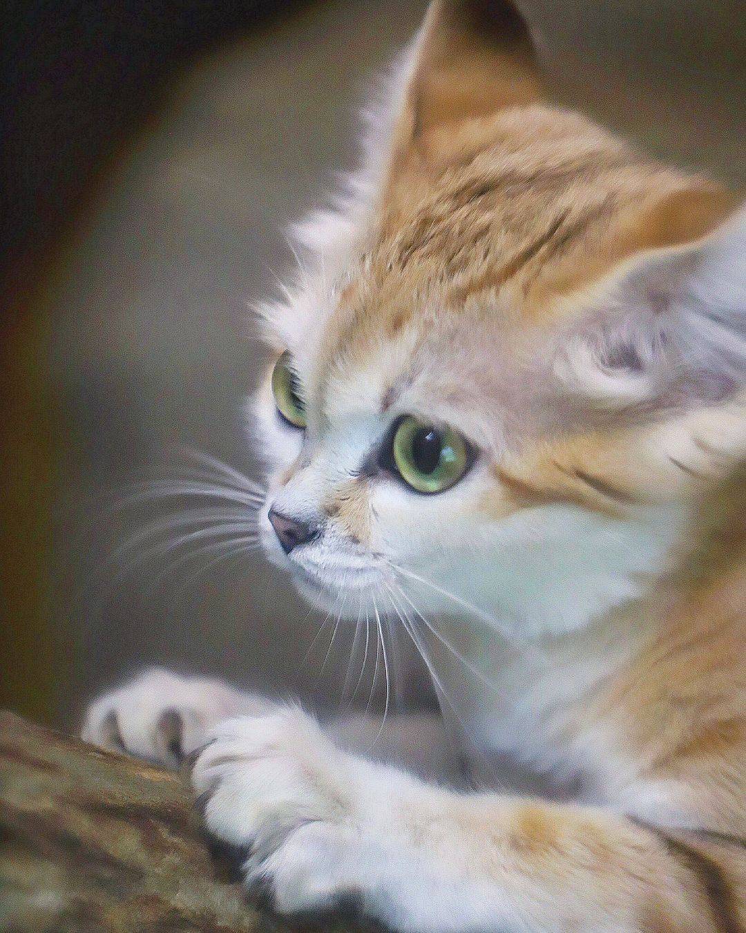 Post #12133810 - Sand cat, Small cats, Cat family, Predatory animals, Wild animals, Zoo, The photo