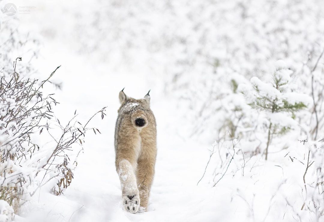 Post #12133991 - Canadian lynx, Lynx, Small cats, Cat family, Predatory animals, Wild animals, wildlife, Winter, North America, The photo