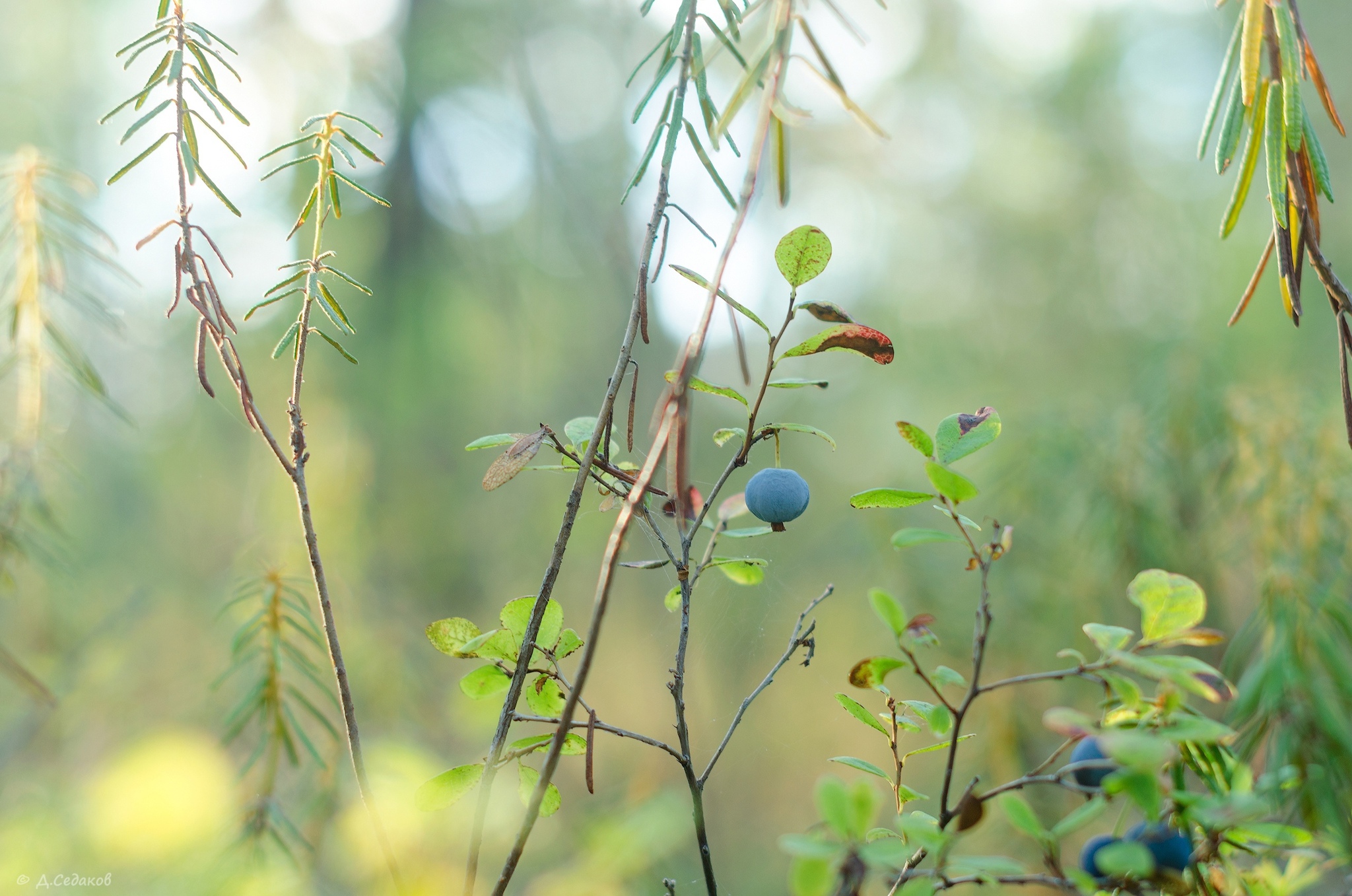 Post #12134315 - My, The nature of Russia, The photo, Yakutia, Blueberry, North, Berries, Macro photography, Forest