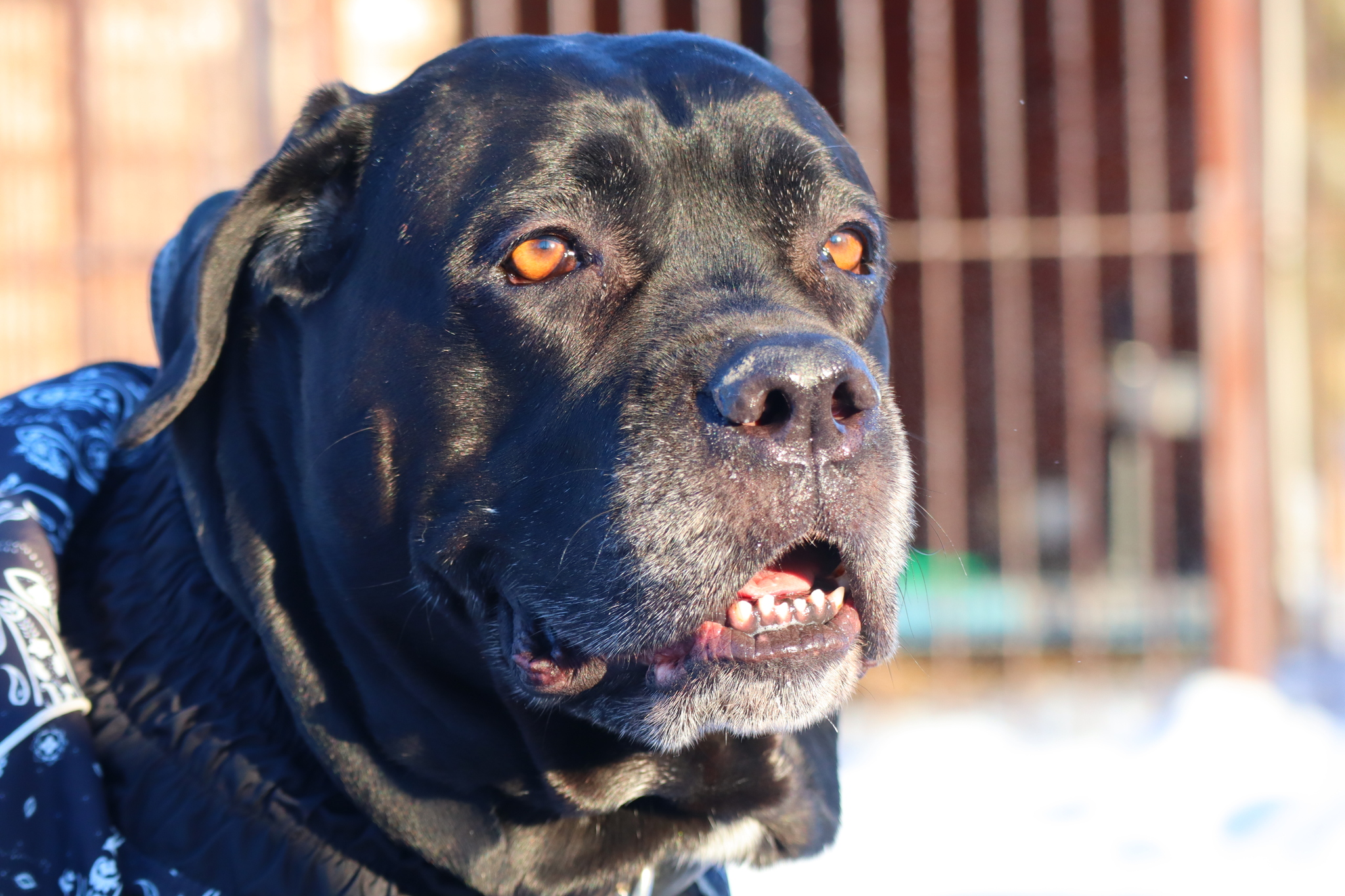 Post #12130850 - Dog, Puppies, Omsk, Training, Г“Г±Г±Г±, Friend, Care, Kindness, Dog breeding, Friends