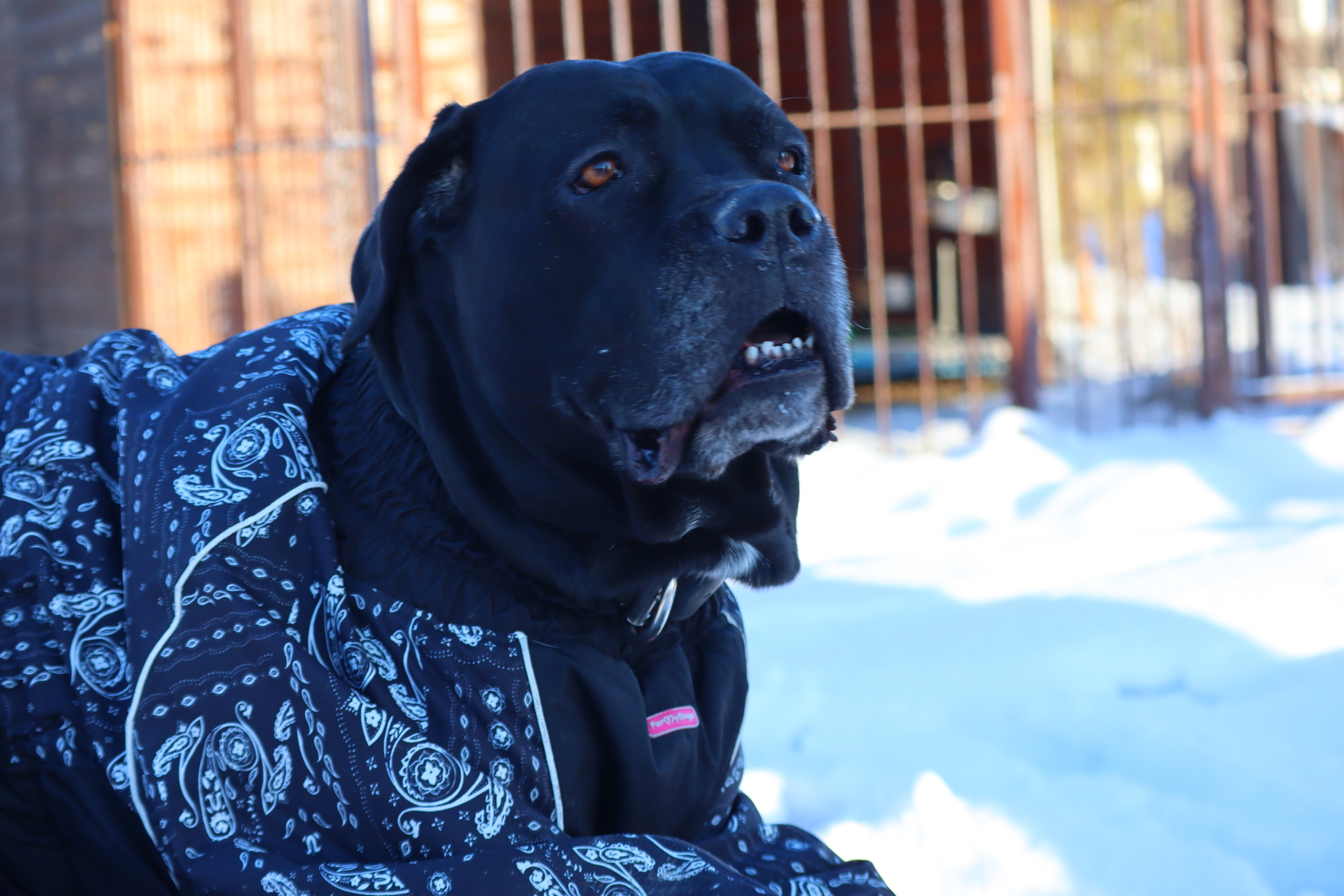 Post #12130850 - Dog, Puppies, Omsk, Training, Г“Г±Г±Г±, Friend, Care, Kindness, Dog breeding, Friends