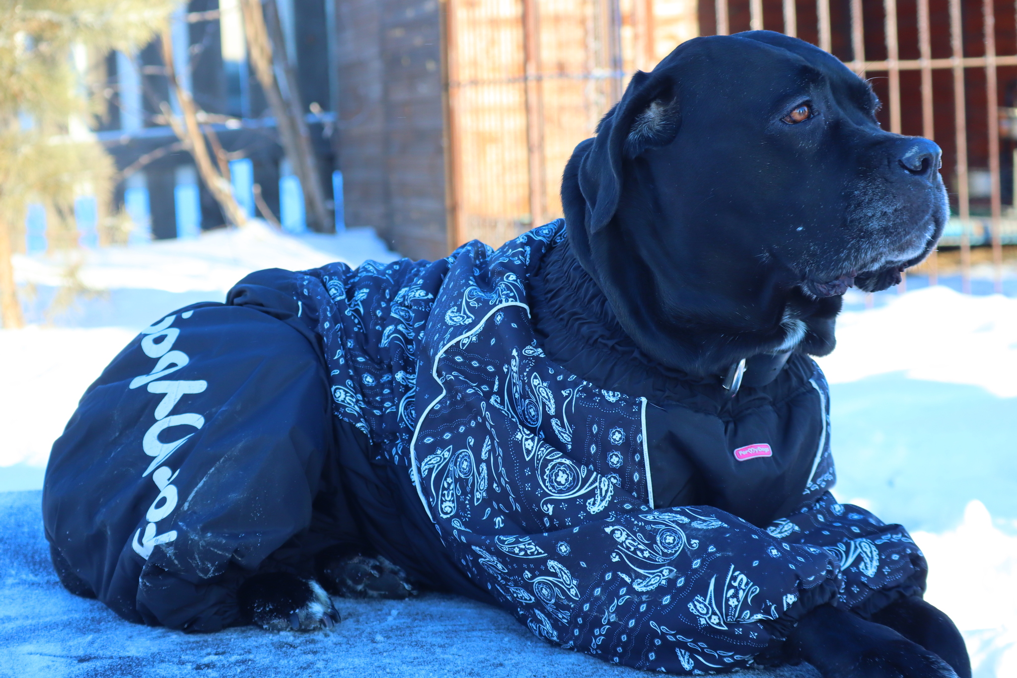 Post #12130850 - Dog, Puppies, Omsk, Training, Г“Г±Г±Г±, Friend, Care, Kindness, Dog breeding, Friends