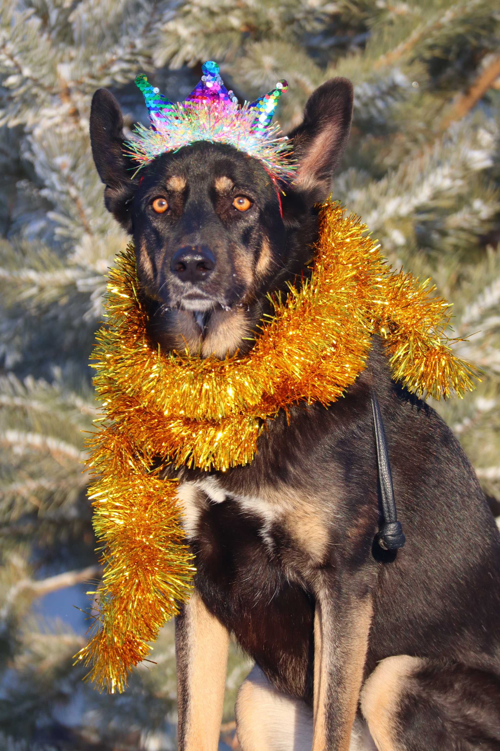 Post #12130850 - Dog, Puppies, Omsk, Training, Г“Г±Г±Г±, Friend, Care, Kindness, Dog breeding, Friends