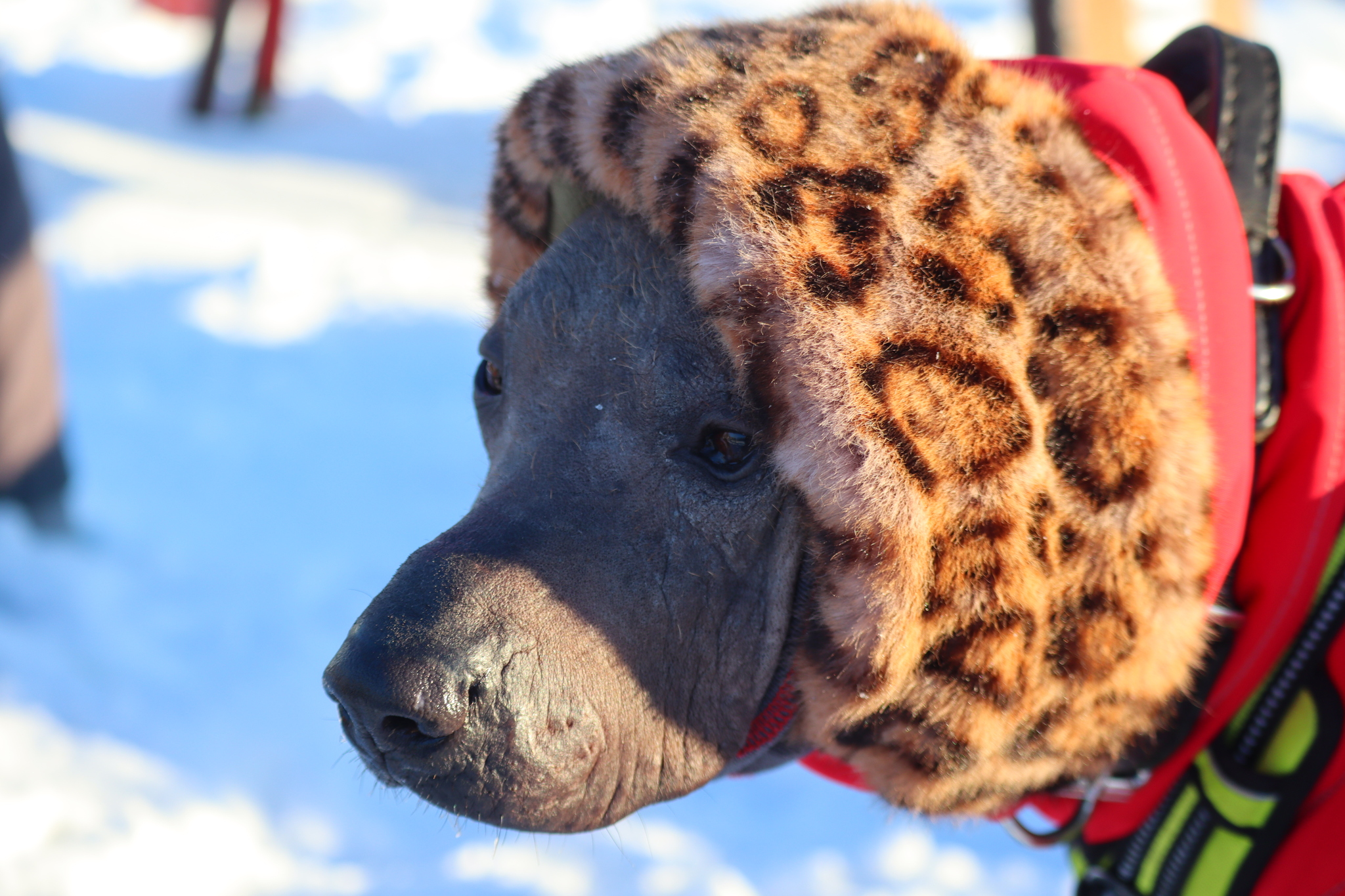 Post #12130850 - Dog, Puppies, Omsk, Training, Г“Г±Г±Г±, Friend, Care, Kindness, Dog breeding, Friends