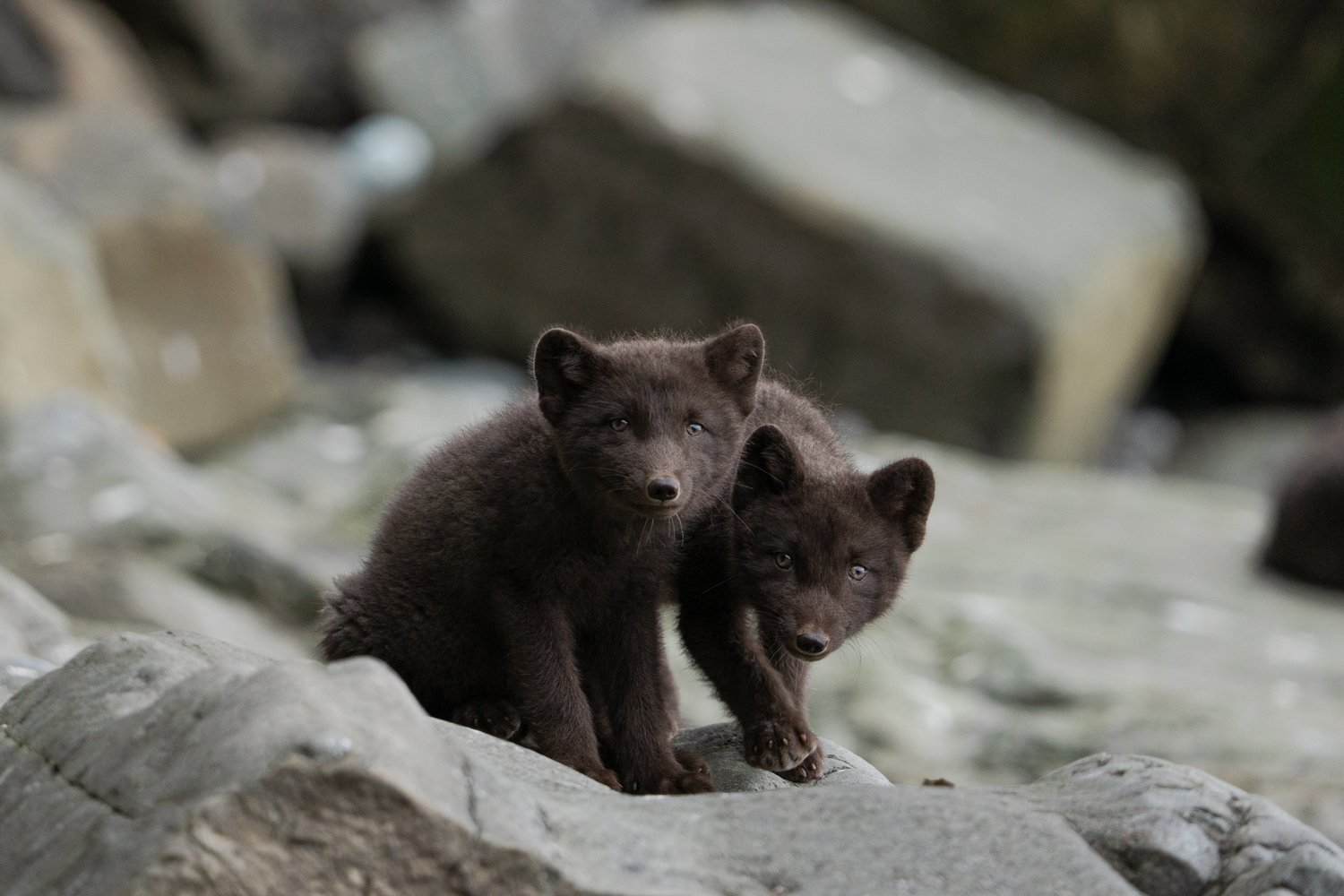 Post #12131018 - Arctic fox, Endemic, Commander Islands, Commander Nature Reserve, Island, wildlife, Rare view, Red Book, Canines, Wild animals, Longpost