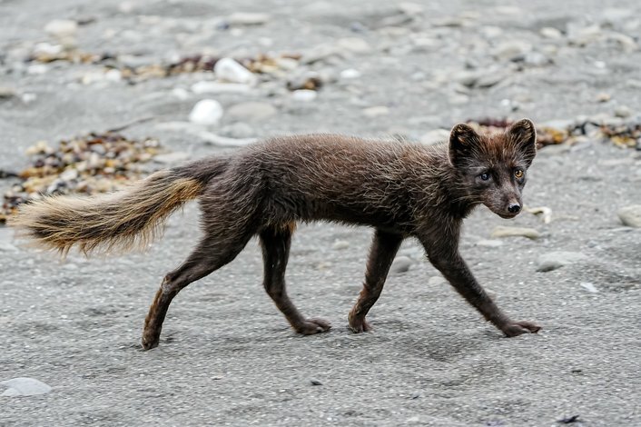 Post #12131018 - Arctic fox, Endemic, Commander Islands, Commander Nature Reserve, Island, wildlife, Rare view, Red Book, Canines, Wild animals, Longpost