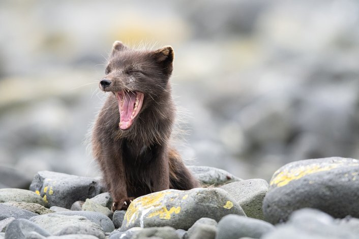 Post #12131018 - Arctic fox, Endemic, Commander Islands, Commander Nature Reserve, Island, wildlife, Rare view, Red Book, Canines, Wild animals, Longpost