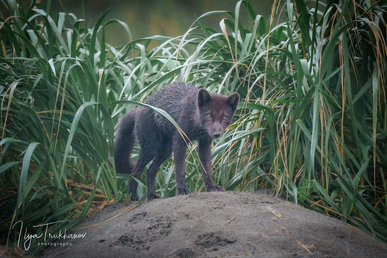 Post #12131018 - Arctic fox, Endemic, Commander Islands, Commander Nature Reserve, Island, wildlife, Rare view, Red Book, Canines, Wild animals, Longpost