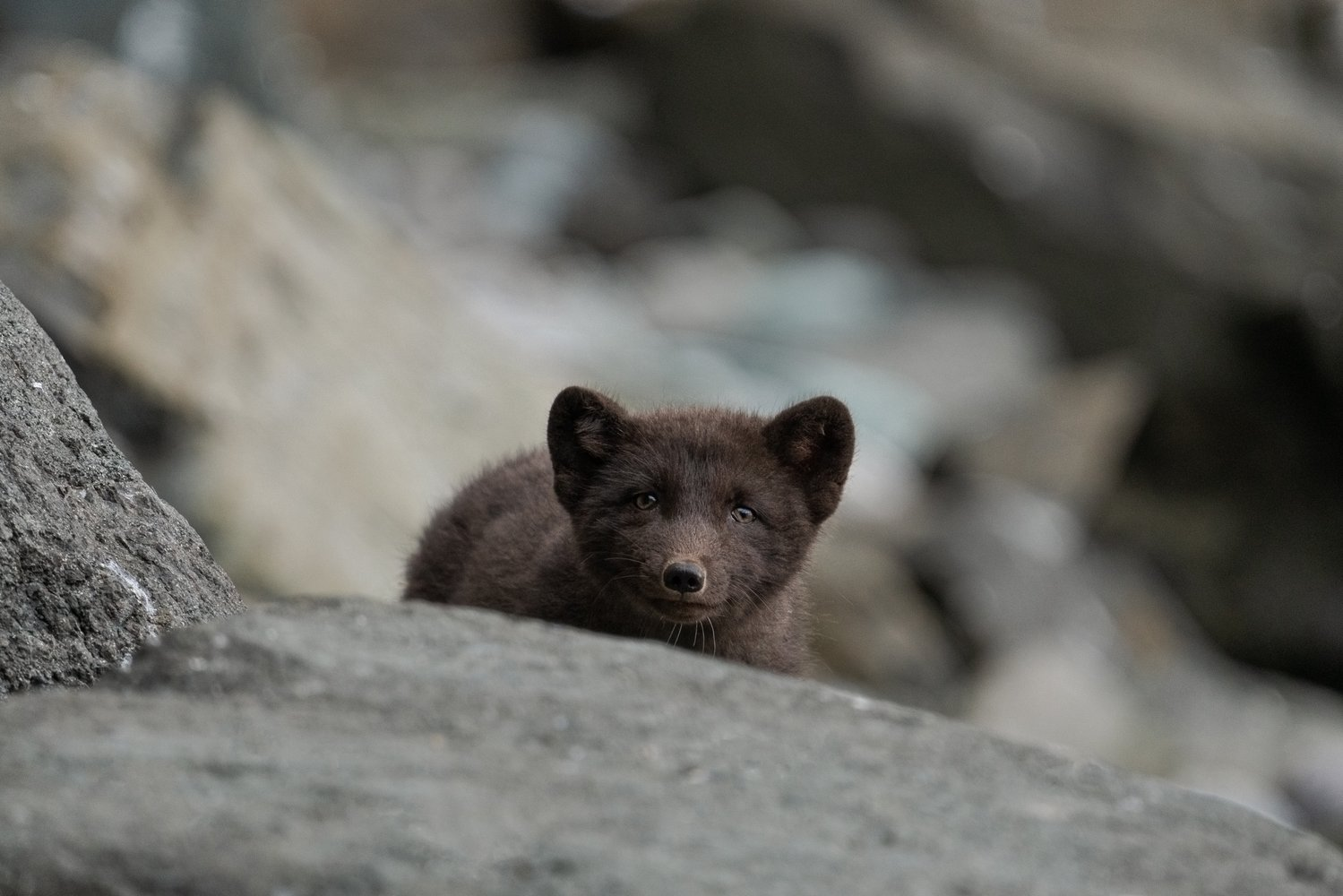 Post #12131018 - Arctic fox, Endemic, Commander Islands, Commander Nature Reserve, Island, wildlife, Rare view, Red Book, Canines, Wild animals, Longpost