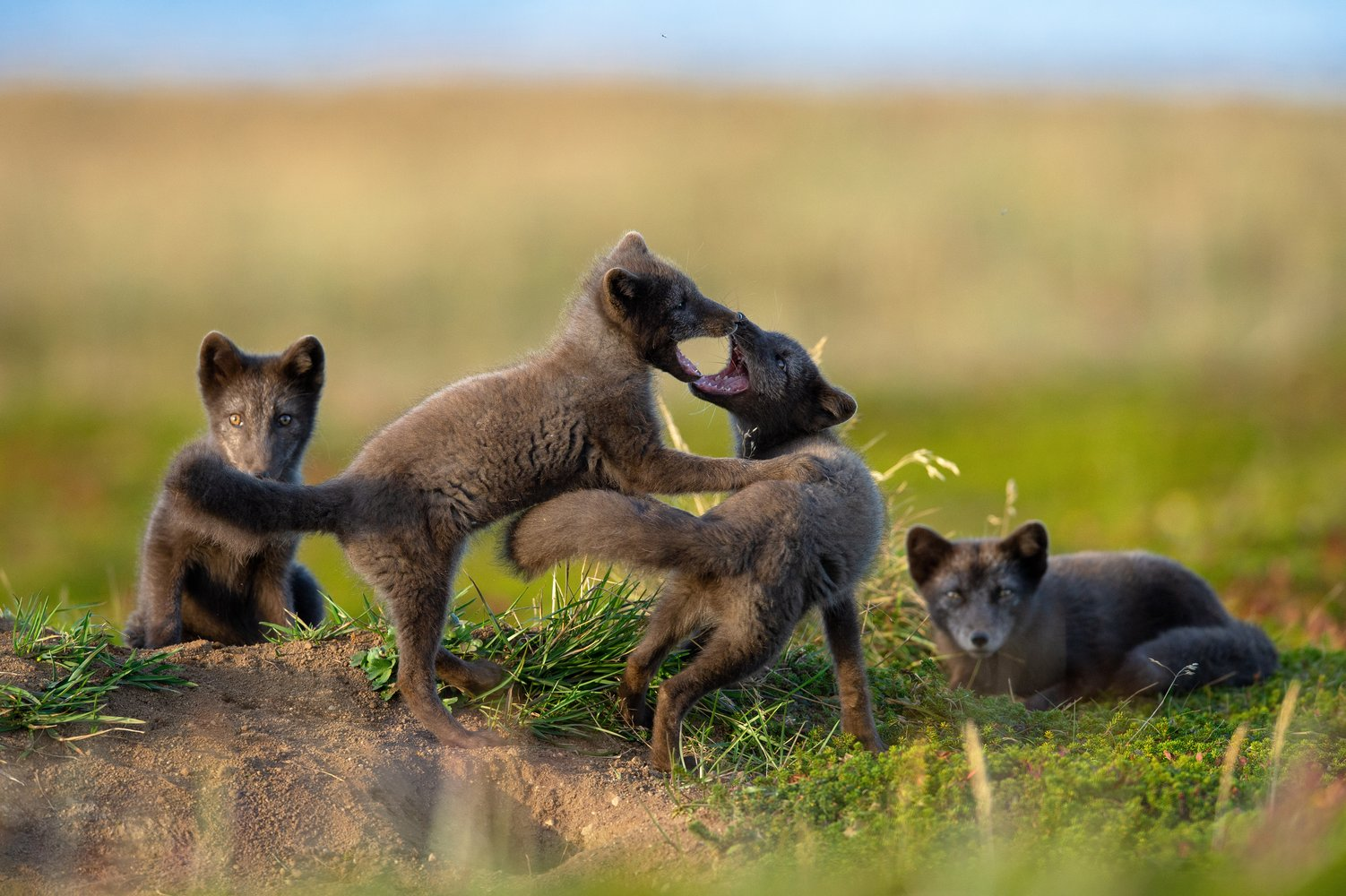 Post #12131018 - Arctic fox, Endemic, Commander Islands, Commander Nature Reserve, Island, wildlife, Rare view, Red Book, Canines, Wild animals, Longpost